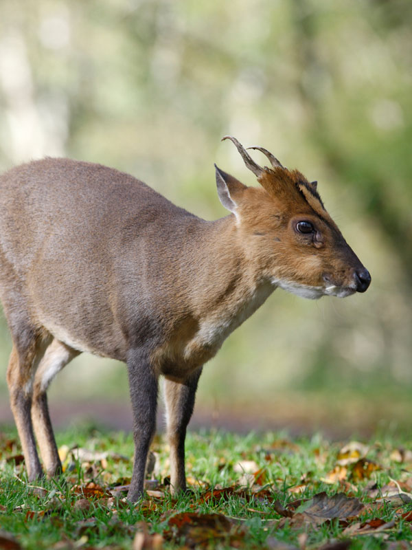 british-deer-species-guide-from-deer-aware