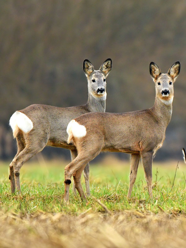 british-deer-species-guide-from-deer-aware